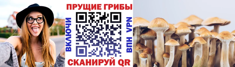 Псилоцибиновые грибы прущие грибы  Юрга 
